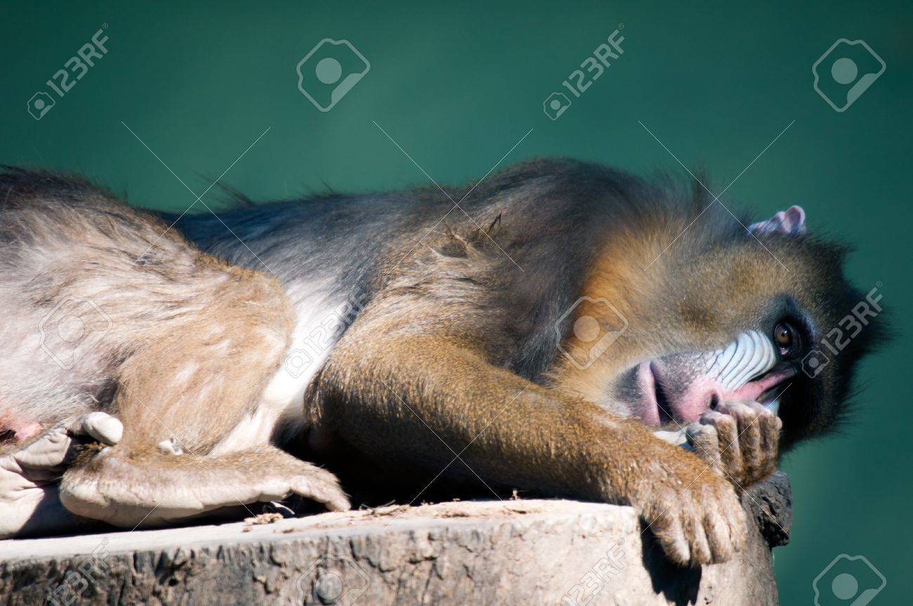 etiam-dictum-ipsum-a-felis