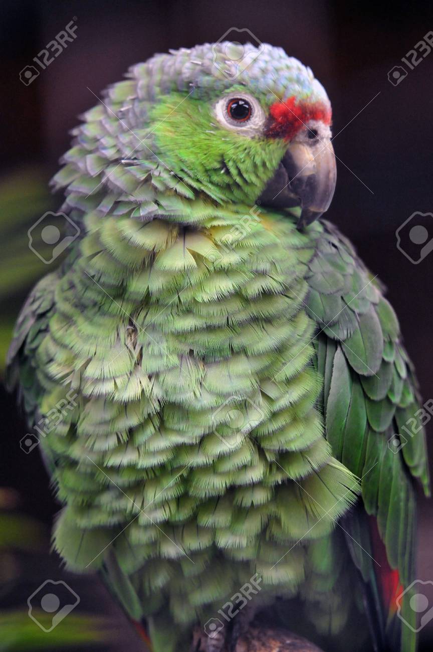 etiam-dictum-ipsum-a-felis