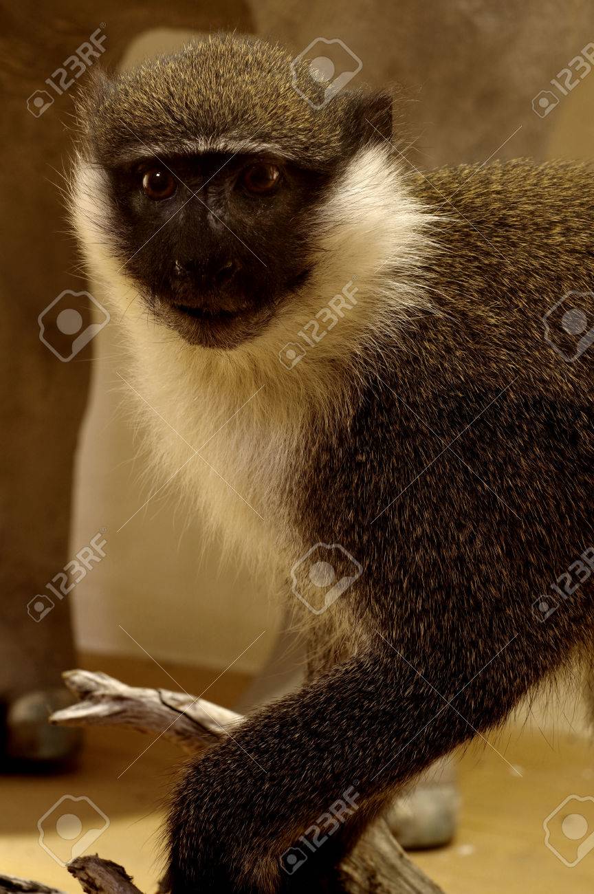 高品質ベルベットモンキー 全身剥製 ☆ B