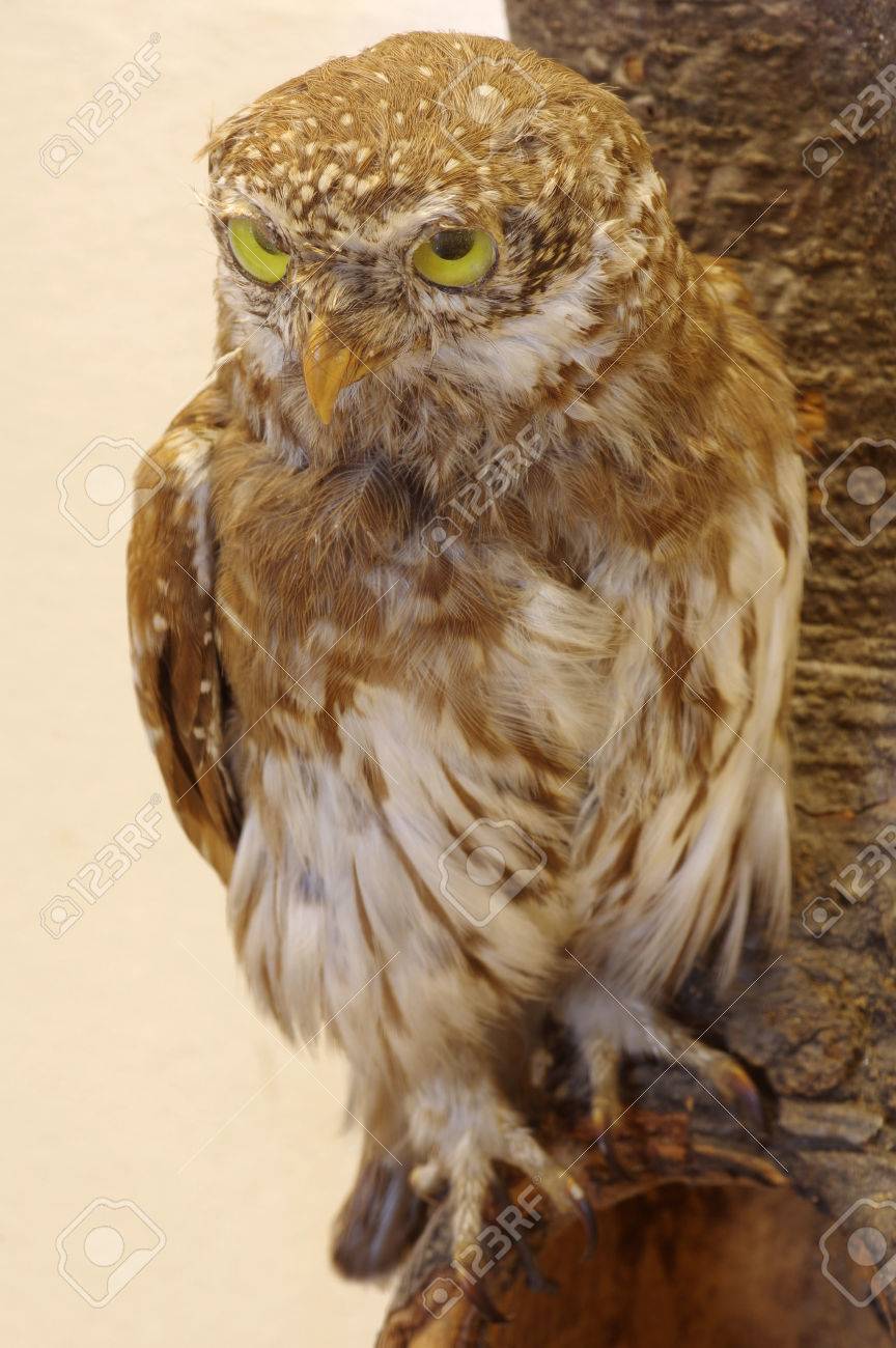 ピグミーのフクロウの剥製 の写真素材 画像素材 Image