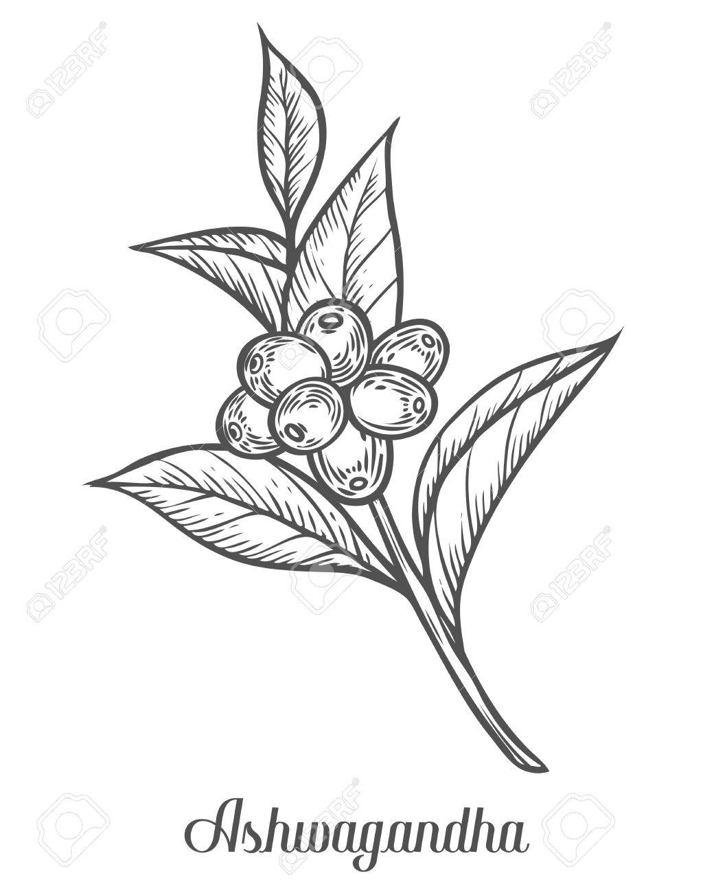 Ayurvedic Herb Withania Somnifera Known As Ashwagandha Indian Ginseng Poison Gooseberry Or Winter Cherry Hand Drawn Engraved Vector Sketch Etch Illustration Ingredient For Hair And Body Care Royalty Free Cliparts Vetores E