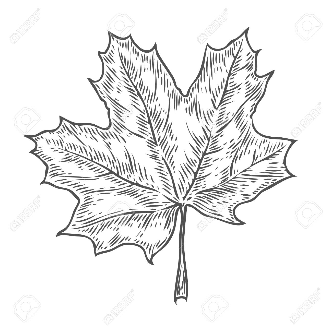 vector autumn hand drawn