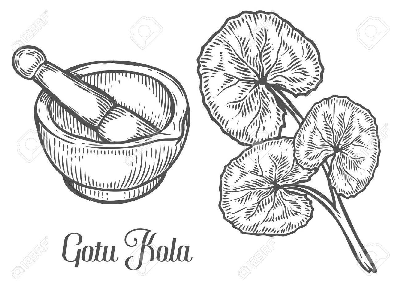 Gotu Kola Plant With Mortar And Pestle. Black Isolated On White ... for Mortar And Pestle Drawing
76uhy Gotu Kola Plant With Mortar And Pestle. Black Isolated On White ... for Mortar And Pestle Drawing
76uhy
