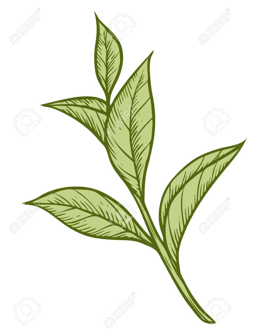 Gruner Tee Pflanze Blatt Hand Skizze Vektor Illustration Gezeichnet Floral Zweig Organische Lineart Chinesischer Tee Heisses Getrank Grunes Blatt Auf Weissem Hintergrund Lizenzfrei Nutzbare Vektorgrafiken Clip Arts Illustrationen Image 68335353