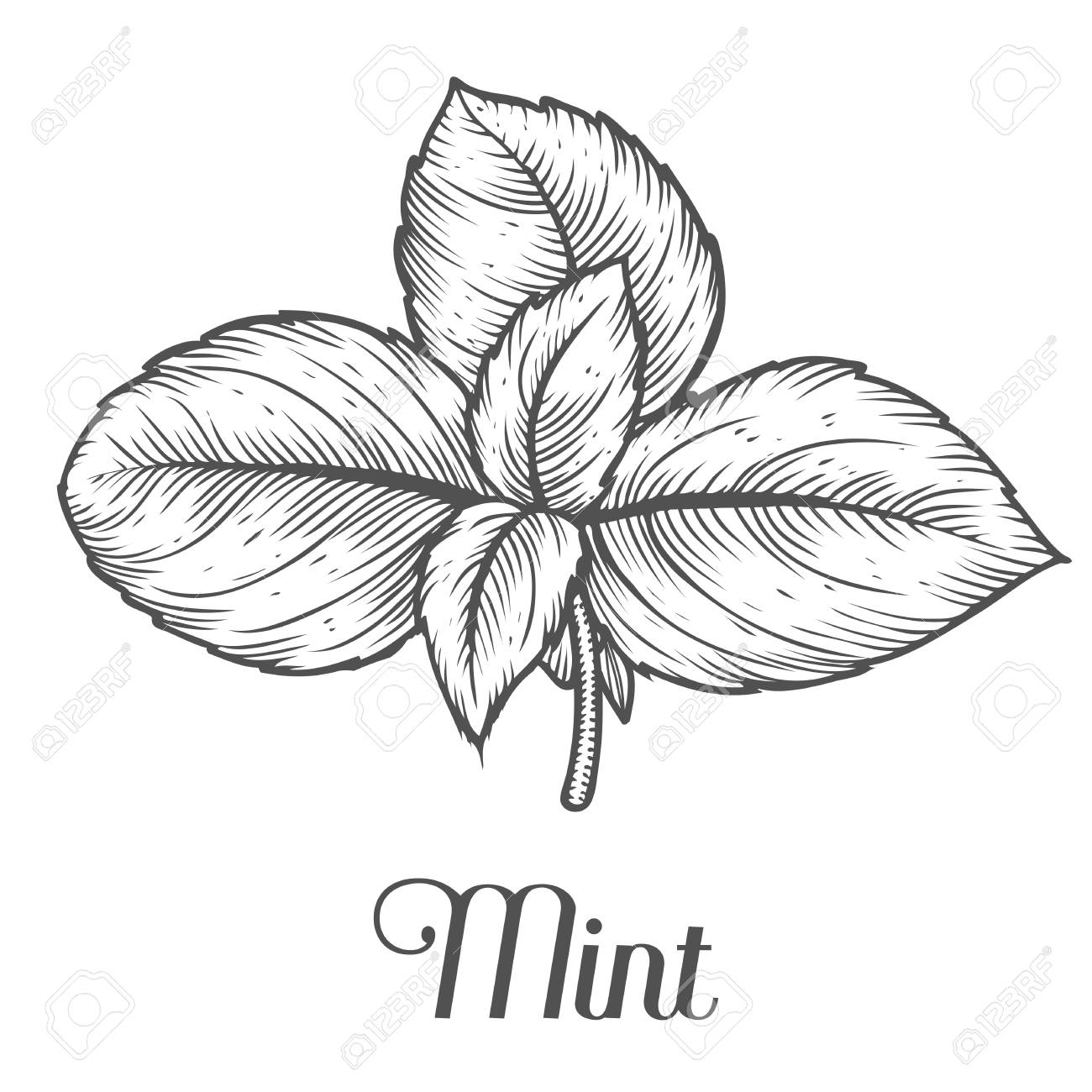 Mint Peppermint Fresh Herb Leaves Plant Vector Hand Drawn Illustration On  White Background. Herbal Ingredient For Traditional Cuisine, Medicine,  Treatment, Cooking, Gardening. Engraving Style. Isolated On White Royalty  Free SVG, Cliparts, Vectors,