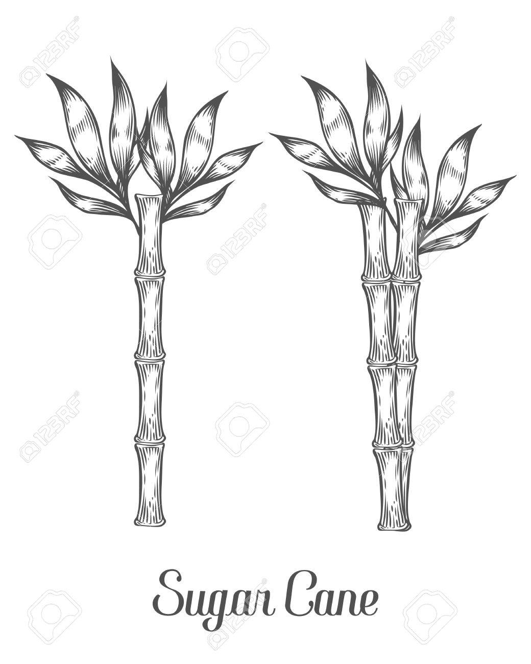 Sugar Cane Stem Branch And Leaf Vector Hand Drawn Illustration Sugarcane Black On White Background Sugar Cane Stem Branch And Leaf Vector Hand Drawn Illustration Sugarcane Black On White Background