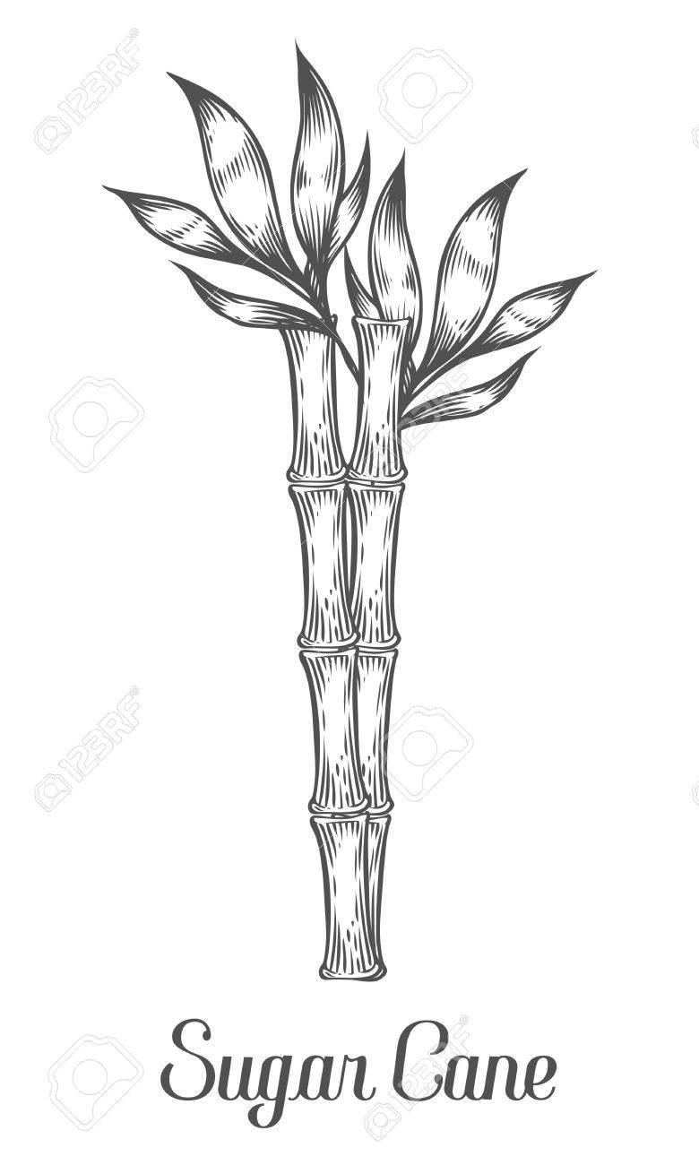 Sugar Cane Stem Branch And Leaf Vector Hand Drawn Illustration. Sugarcane  Black On White Background. Engraving Style. Royalty Free SVG, Cliparts,  Vectors, and Stock Illustration. Image 68335454., image size:780x1300