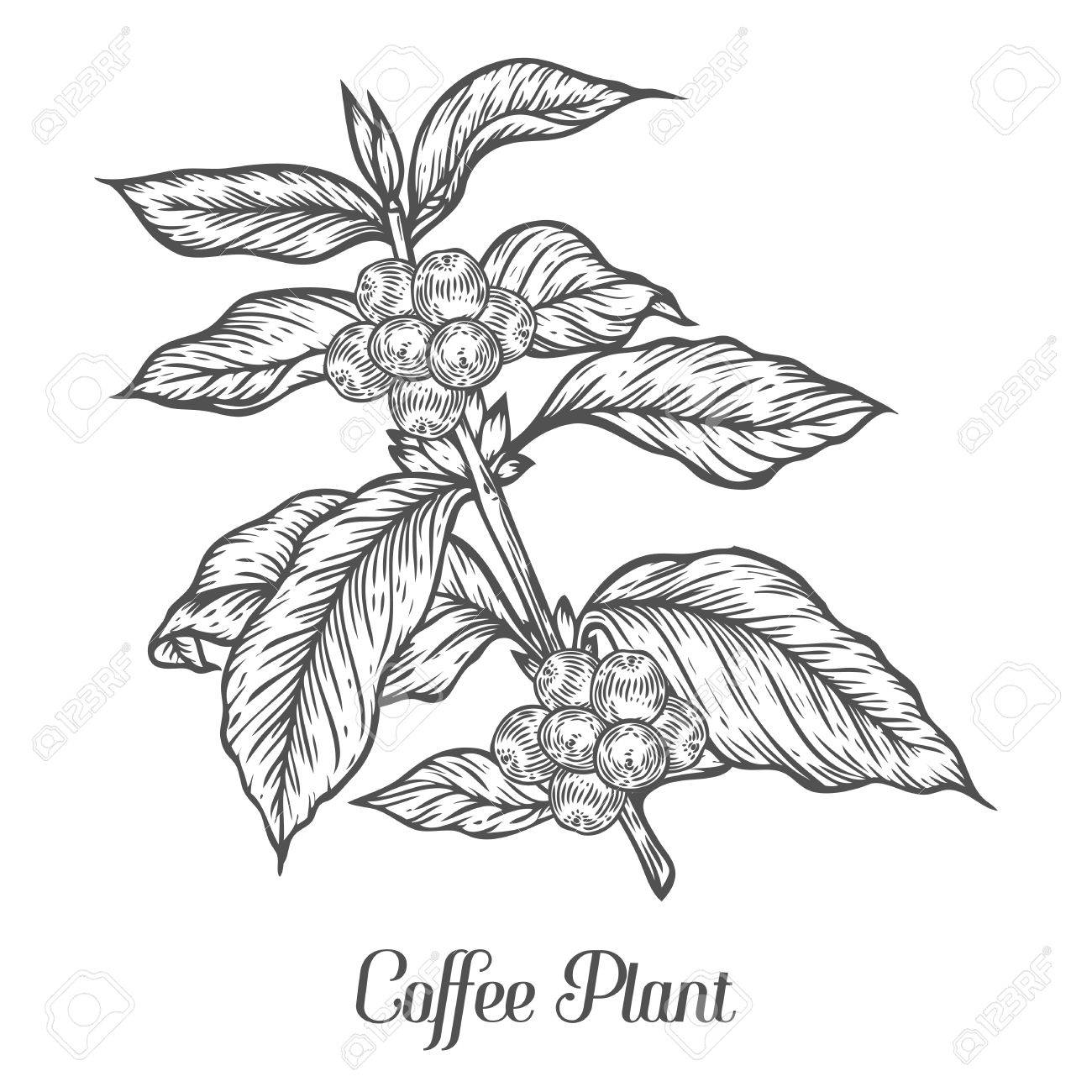 Coffee Plant Branch With Leaf Berry Bean Fruit Seed Natural Coffee Plant Branch With Leaf Berry Bean Fruit Seed Natural