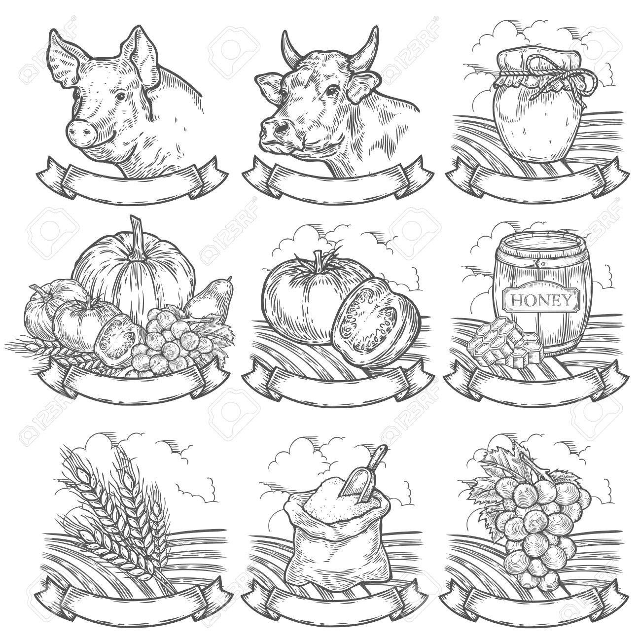 ファーマーズマーケット 肉屋 パン屋さんのバッジ ヴィンテージ レトロなファームは 白い背景に分離されたヴィンテージの刻まれた記号を設定します スケッチ ベクトルは手描き下ろしイラスト です 地元産の新鮮なファーム 新鮮な牛乳と蜂蜜のイラスト素材 ベクタ