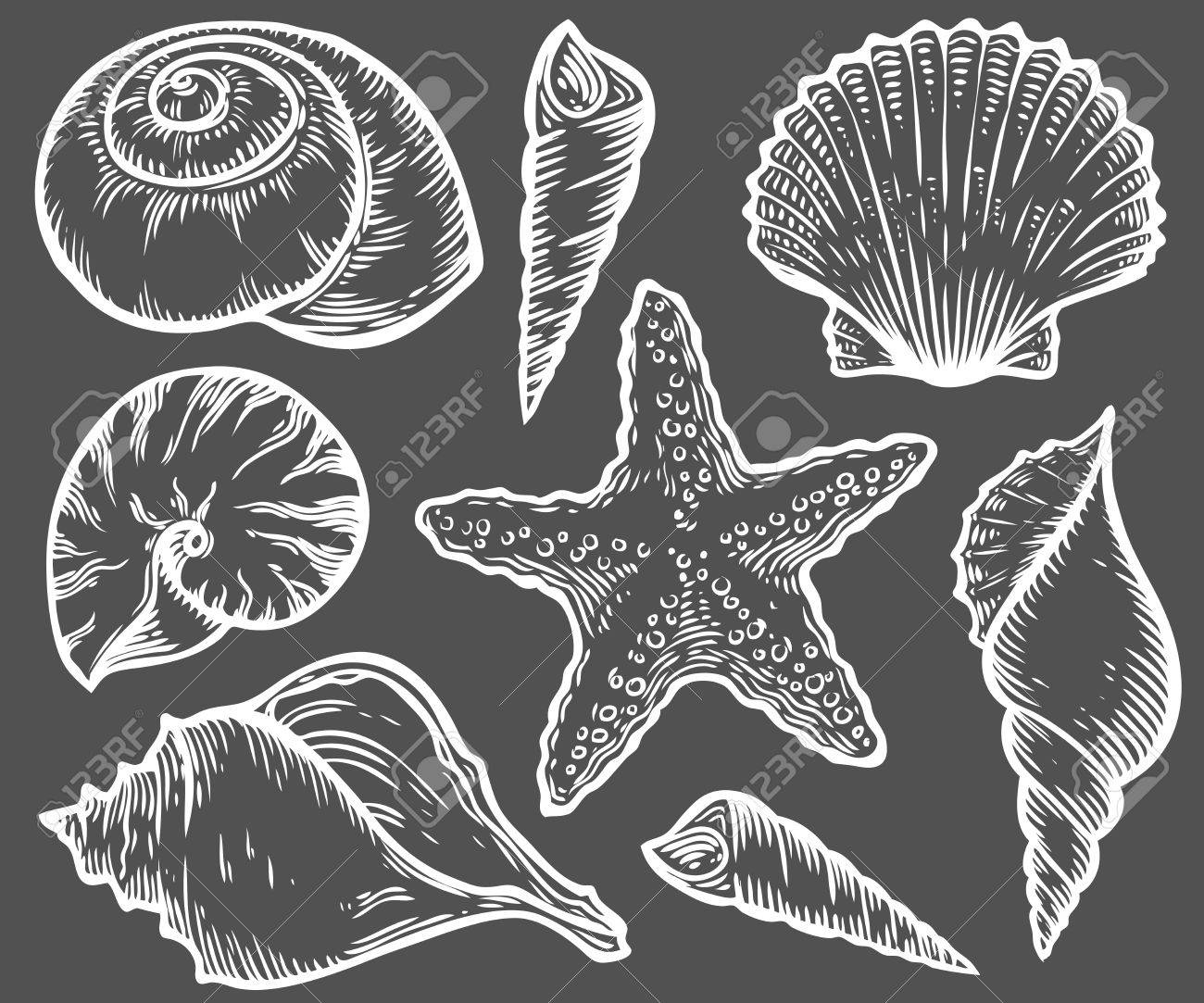 貝殻 貝殻 ヒトデ自然海水生水中ベクトルを設定 手描き下ろし海洋黒の背景のイラストを彫刻 のイラスト素材 ベクタ Image