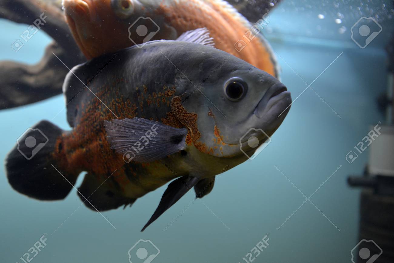 pesci che risalgono acquario