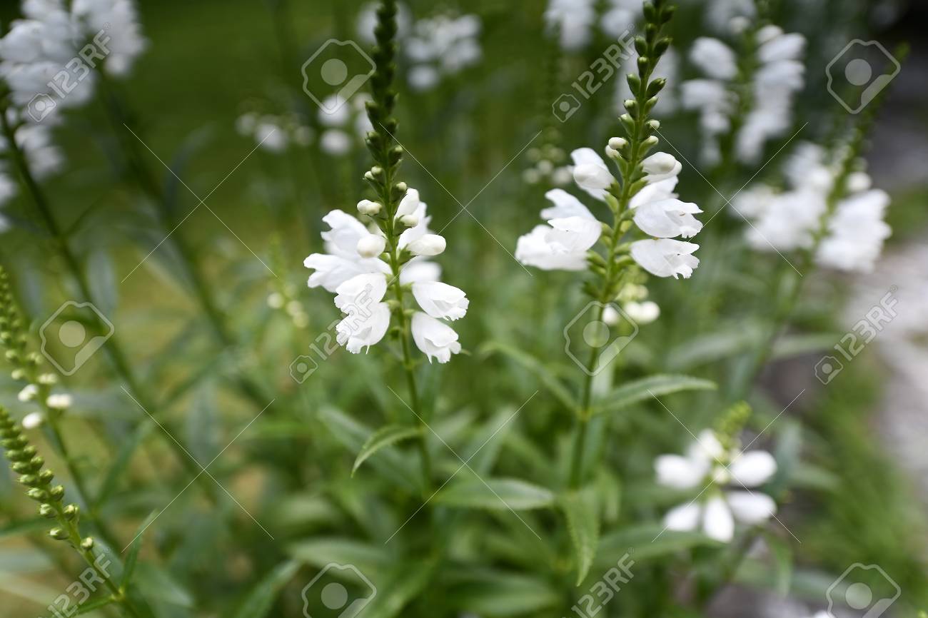 Complex Body Of Seed Reproduction Of Flowering Angiosperms Plants Stock Photo Picture And Royalty Free Image Image