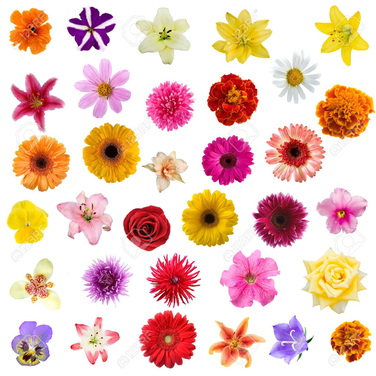 白い背景の上の花からの大きなコラージュ の写真素材 画像素材 Image