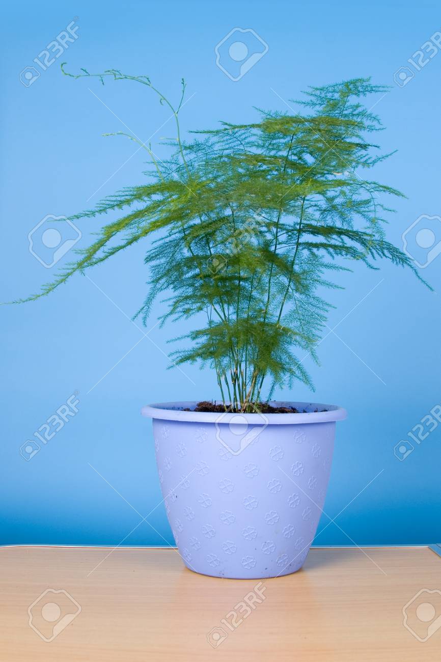 青い背景上のテーブルで観葉植物アスパラガス の写真素材 画像素材 Image