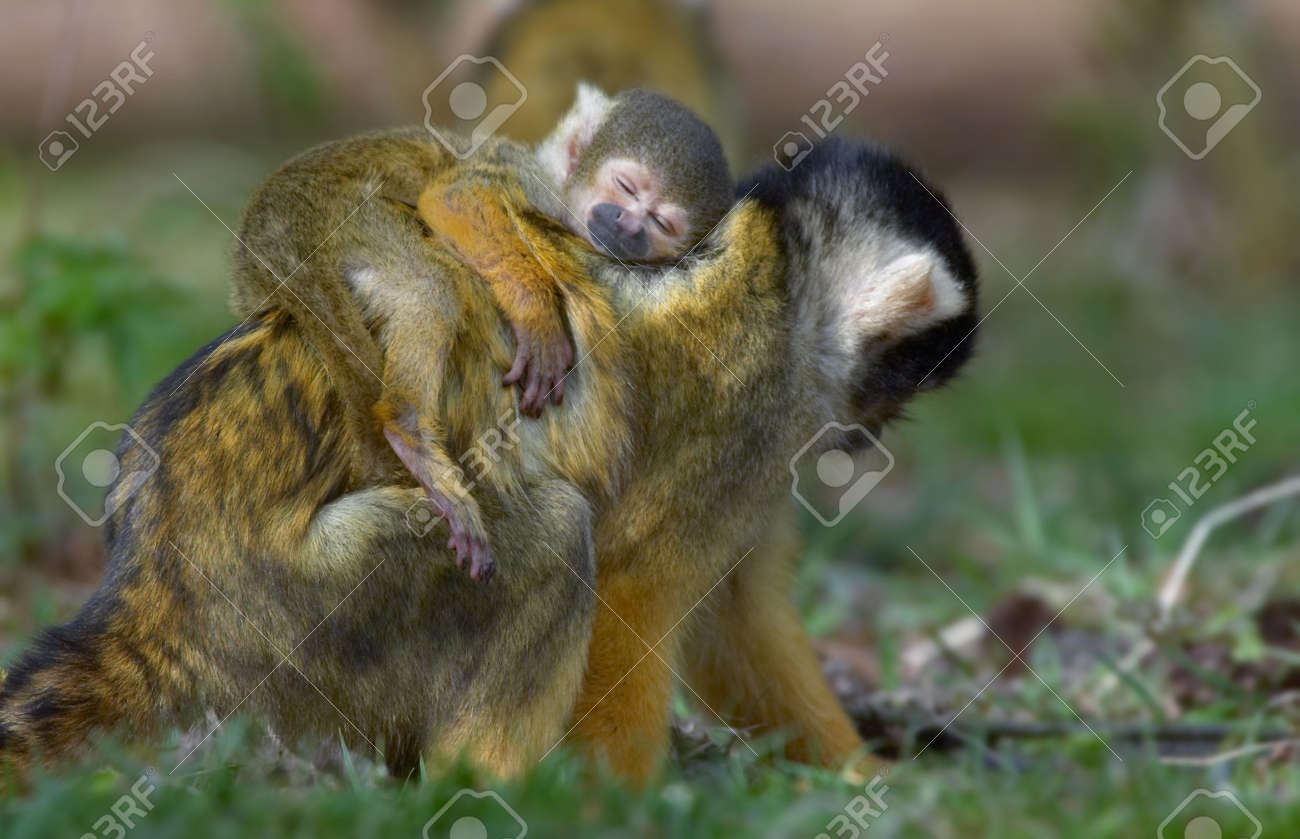Jolie Photo D Un Singe Ecureuil Bebe Endormi Sur Les Meres De Retour Banque D Images Et Photos Libres De Droits Image