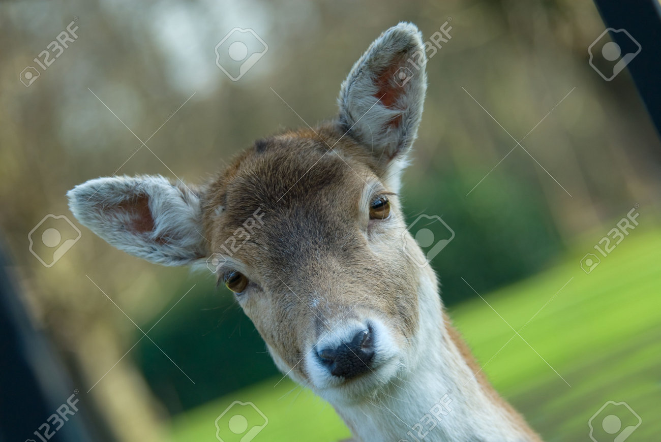 etiam-dictum-ipsum-a-felis