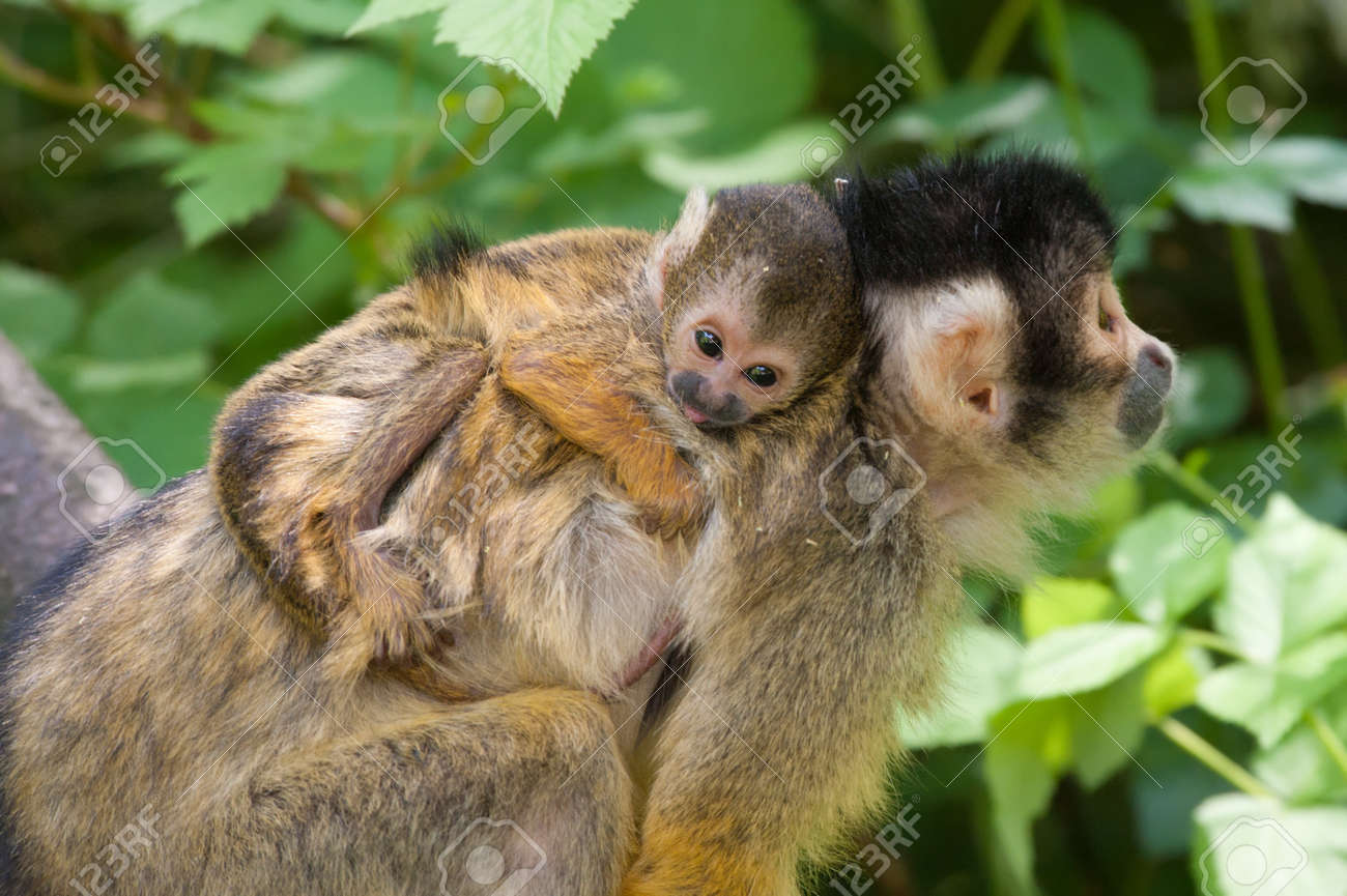 かわいいリスザルの赤ちゃん リスザル 亜科 Saimiriinae の写真素材 画像素材 Image