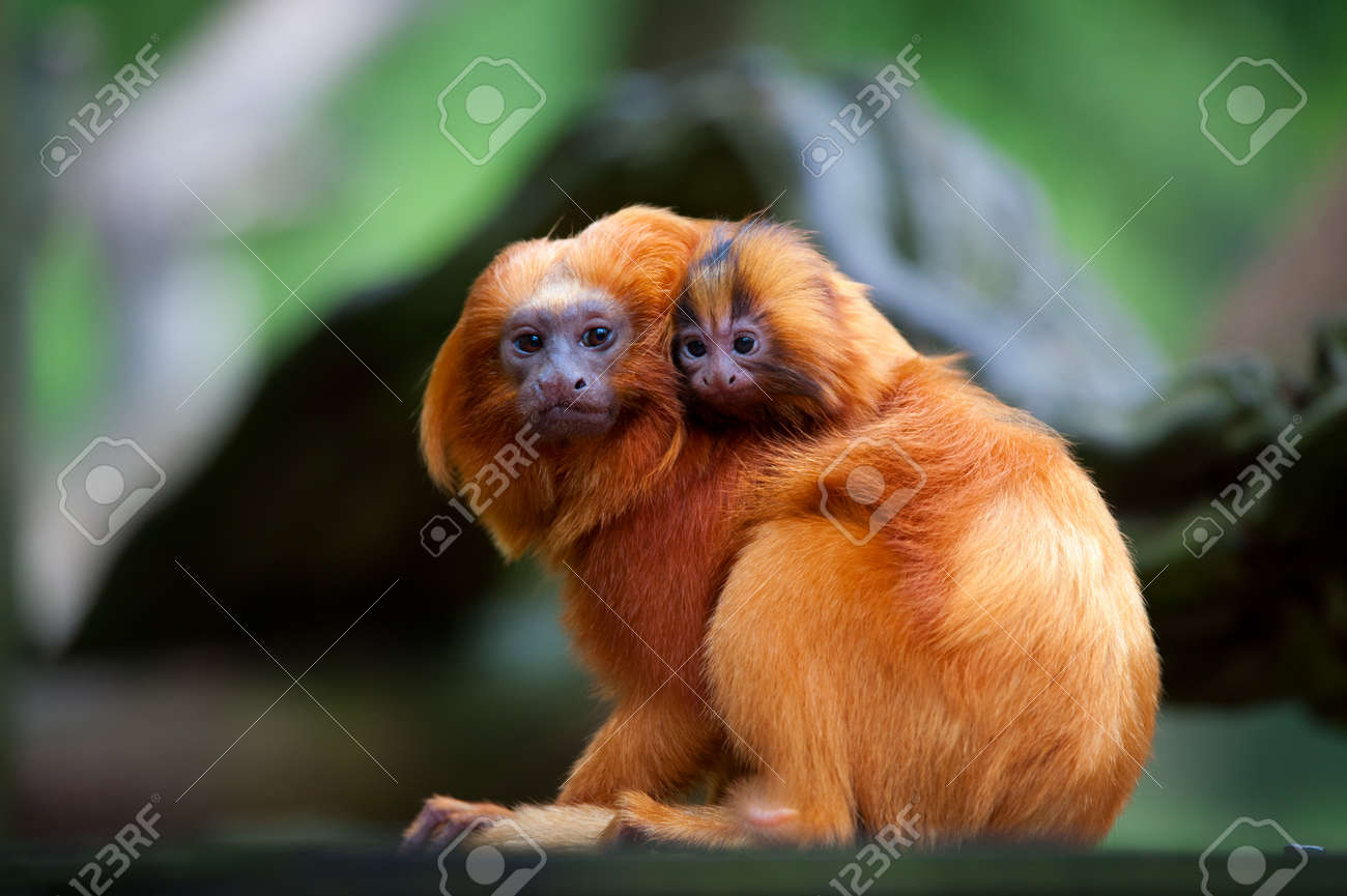 Un Tamarin Lion Dore Avec Bebe Leontopithecus Rosalia Banque D Images Et Photos Libres De Droits Image