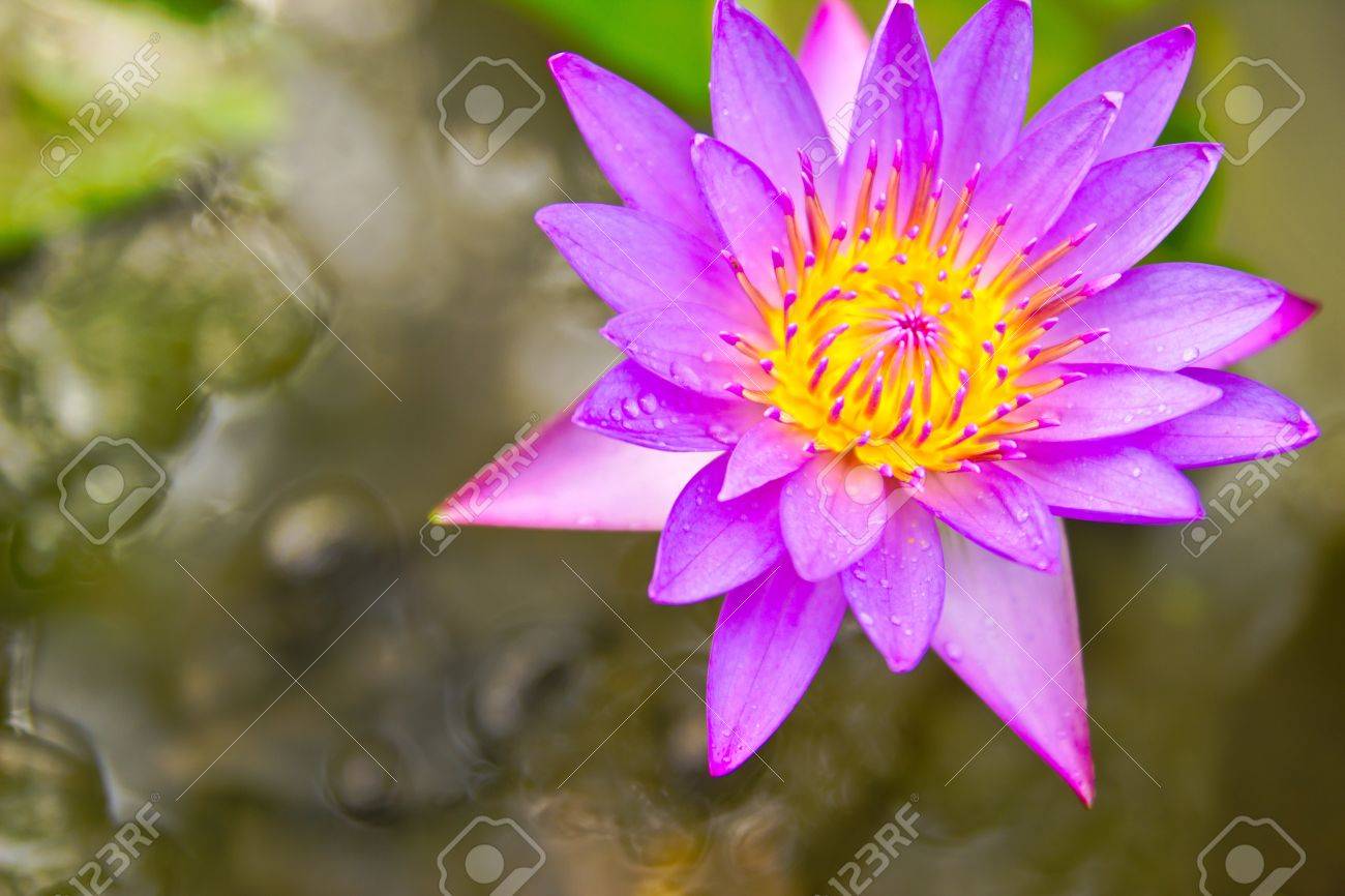 De Paarse Lotusbloem Houdt Een Grote Symbolische Betekenis In Een ntal Culturen Vooral In Azie Thailand En Egypte Gaat Duizenden Jaren Terug De Lotus Prominent In De Kunst En Religie En Vaak
