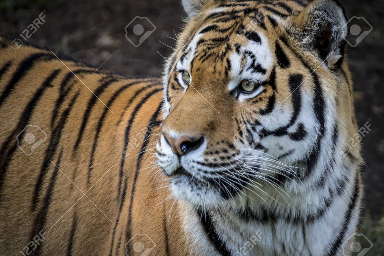 etiam-dictum-ipsum-a-felis