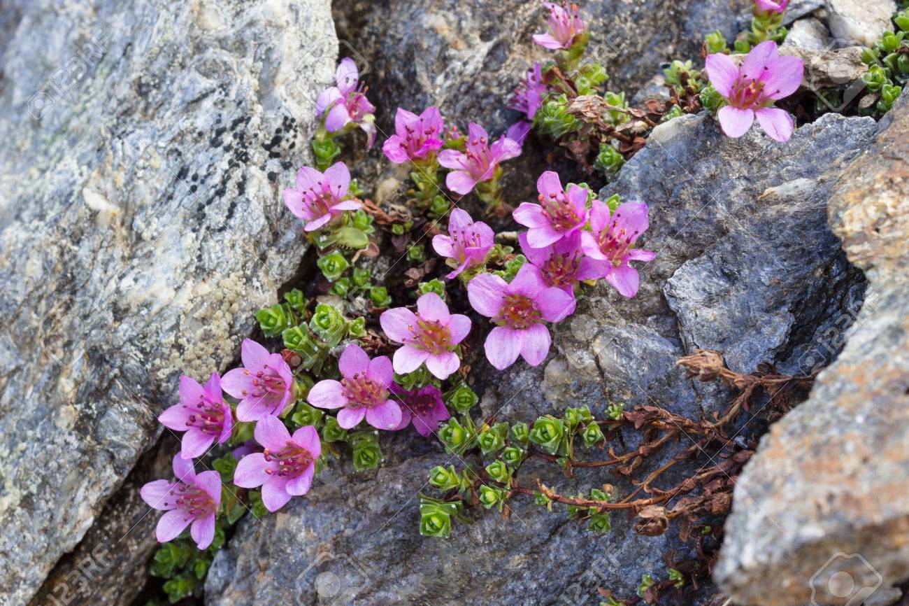 Fleur Montagne Alpin Violet Calcarata Violet érainé Pourpre Flore été Alpes Aoste Cogne Italie Nature Roche Vallée Nature Sauvage