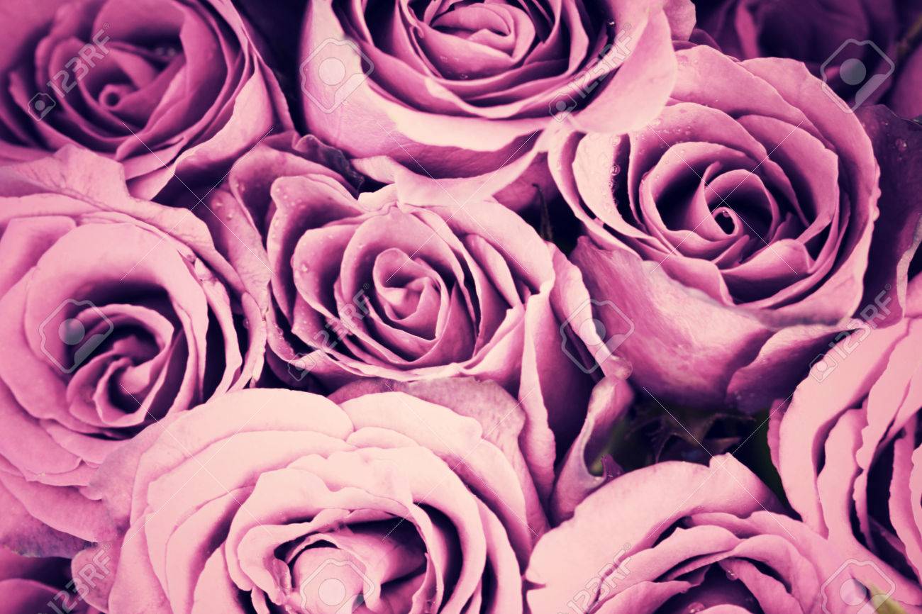 Purple Vintage Roses Background Retro Style Process Stock Photo Picture And Royalty Free Image Image