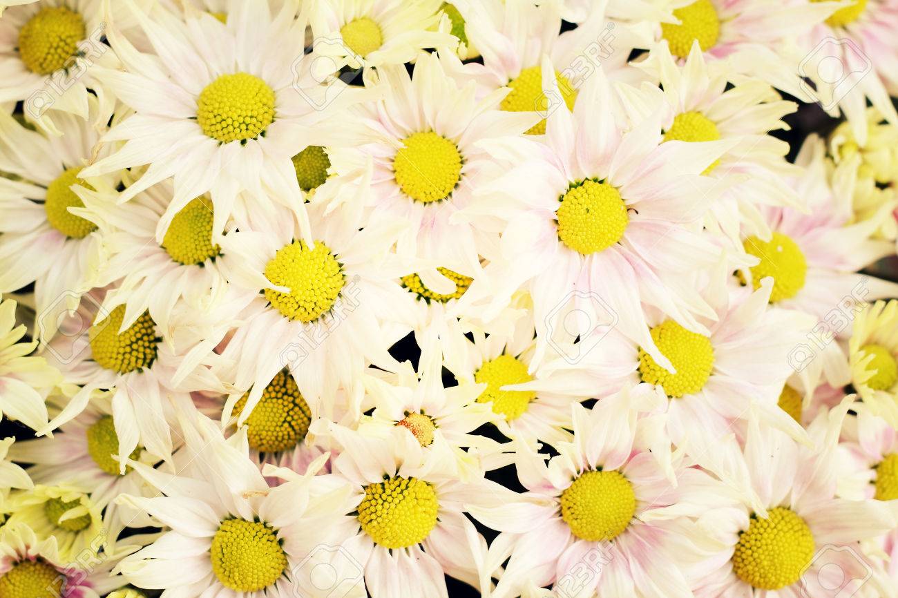 パステル カラーのお花の花束とボケ味の背景 レトロなスタイルのプロセス の写真素材 画像素材 Image