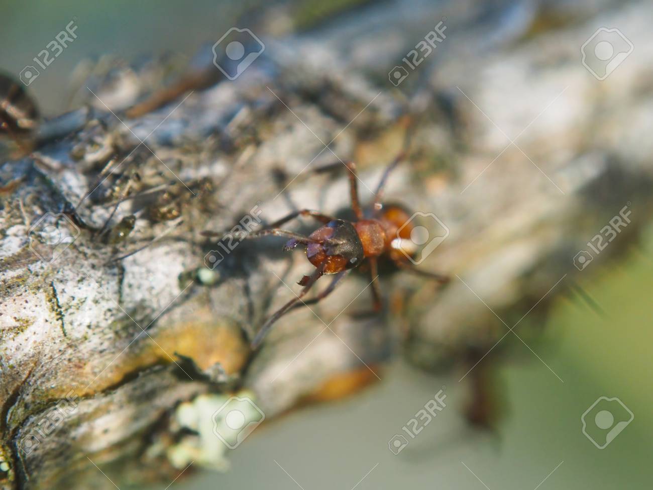 etiam-dictum-ipsum-a-felis