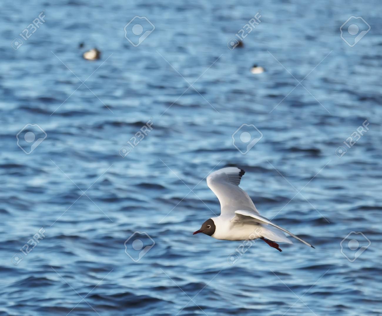 etiam-dictum-ipsum-a-felis