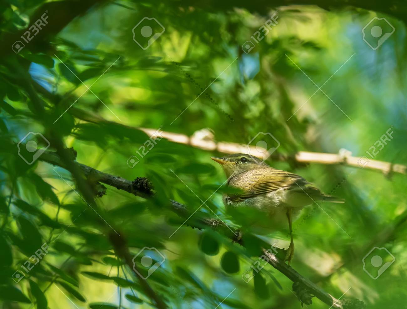 etiam-dictum-ipsum-a-felis