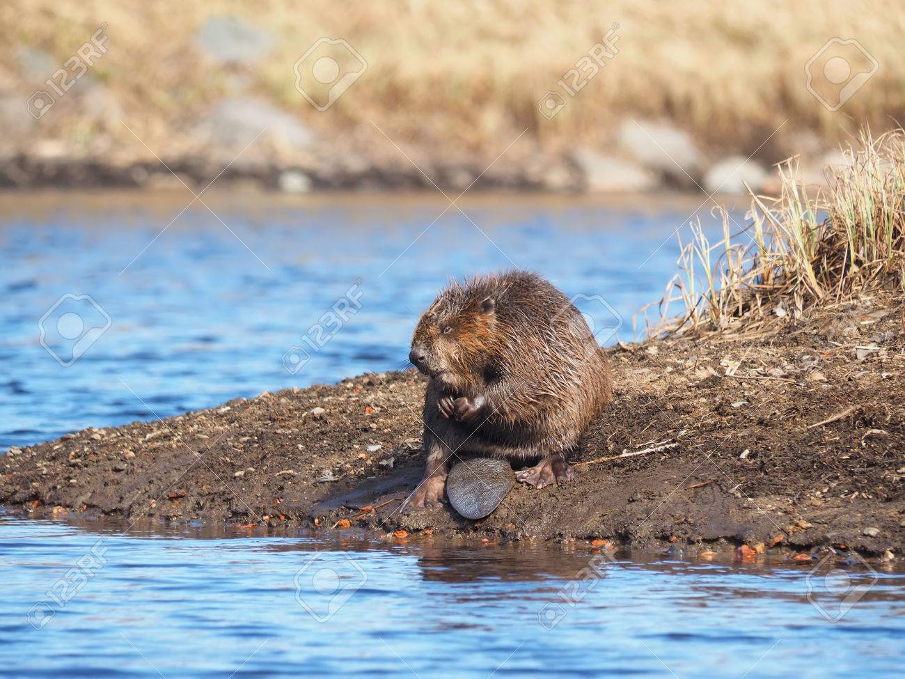 ビーバー川 の写真素材 画像素材 Image