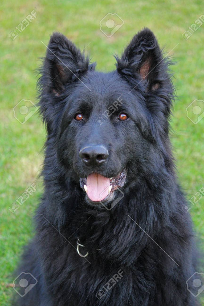 long haired black gsd
