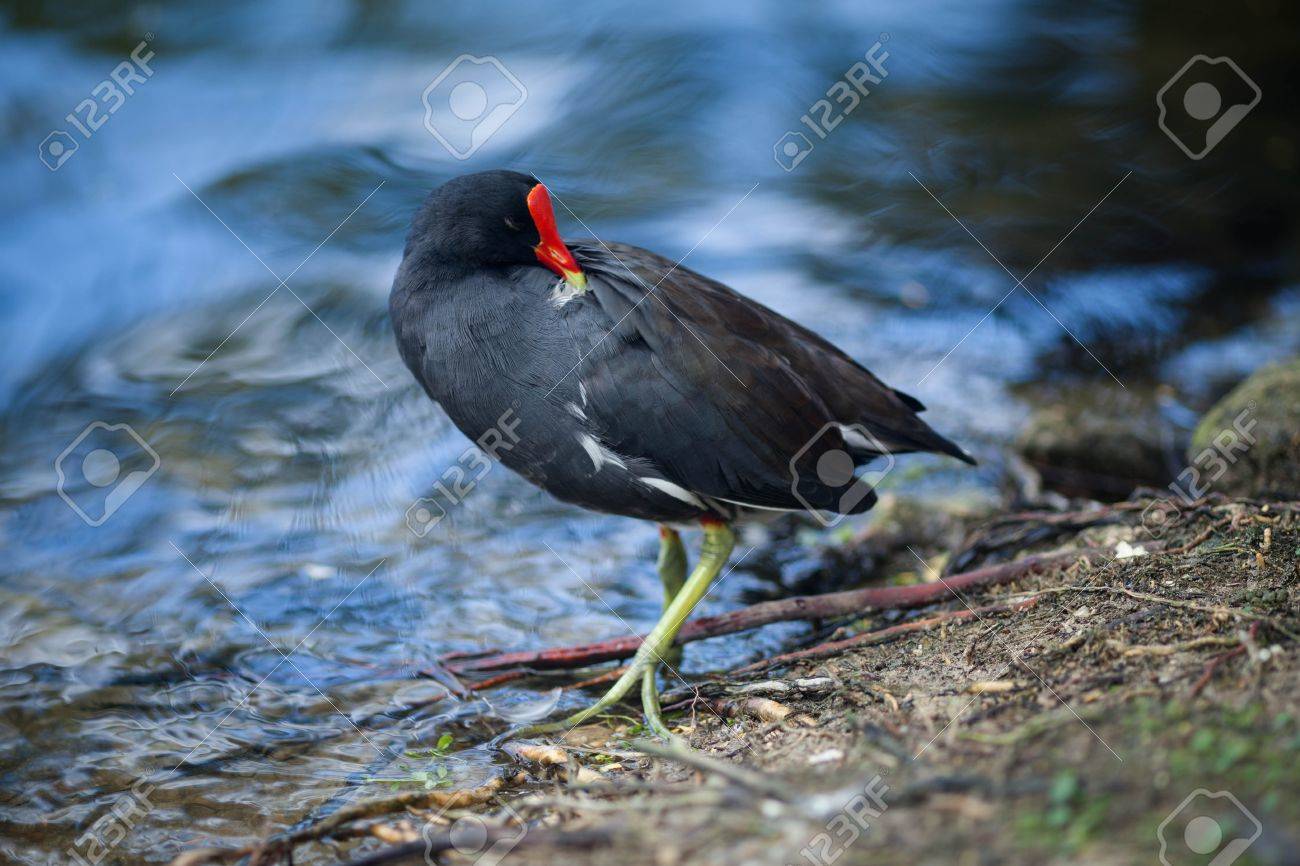 A Black Bird With A Red Beak Walks In The Park The Pond Stock Picture And Royalty Free Image. Image 79514556.