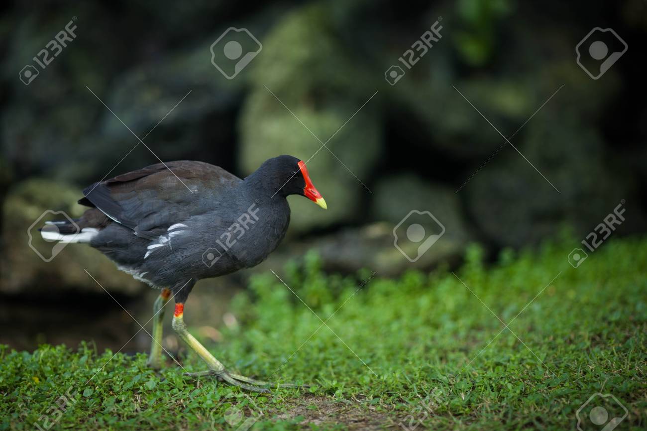 赤いくちばしに黒い鳥が池公園を散歩します の写真素材 画像素材 Image 赤いくちばしに黒い鳥が池公園を散歩します の写真素材 画像素材 Image