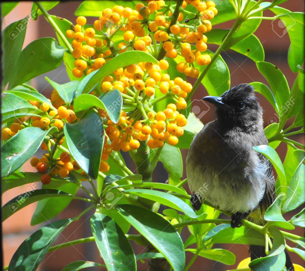 etiam-dictum-ipsum-a-felis