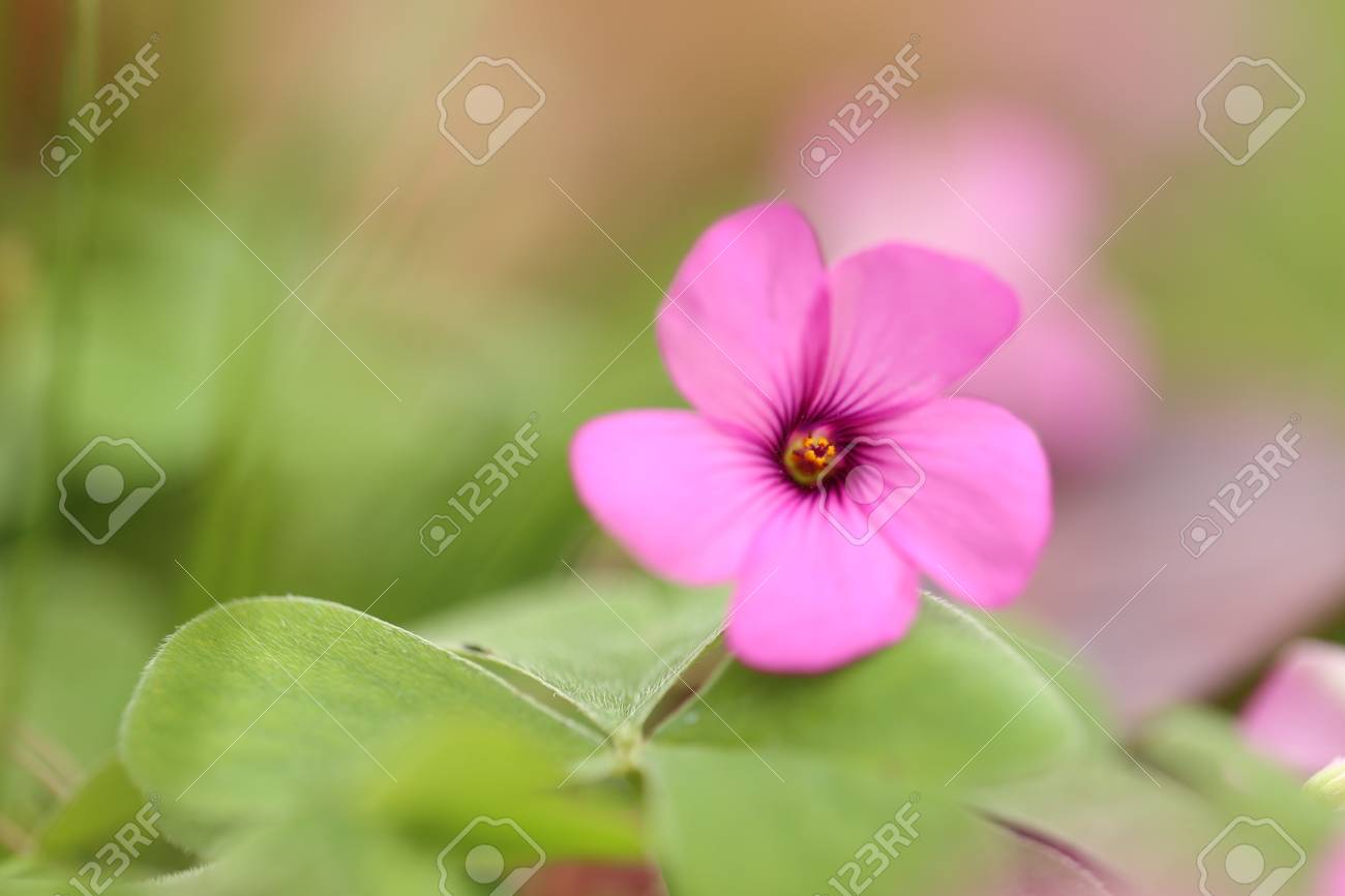 小さなピンク シャムロック花カタバミにおけるのクローズ アップの写真素材・画像素材 Image 48468555