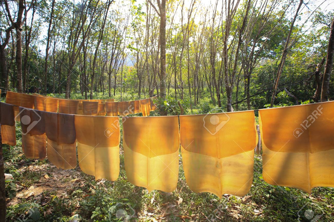 drying of para rubber natural rubber sheet stock photo picture and rubber sheet stock