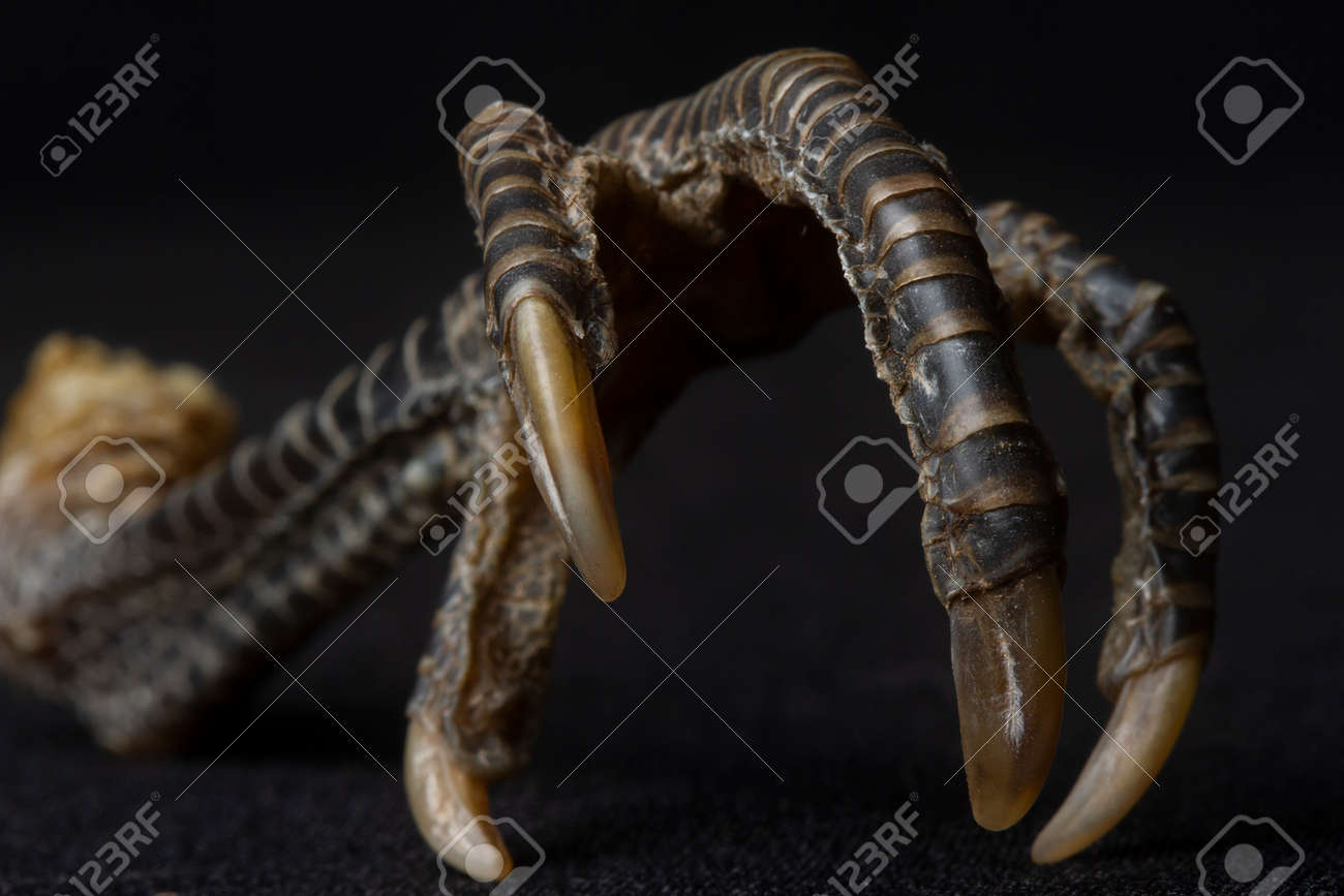 etiam-dictum-ipsum-a-felis