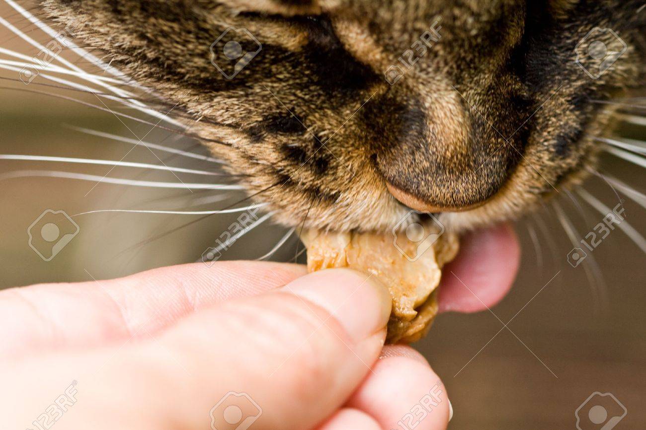 hand feeding cat