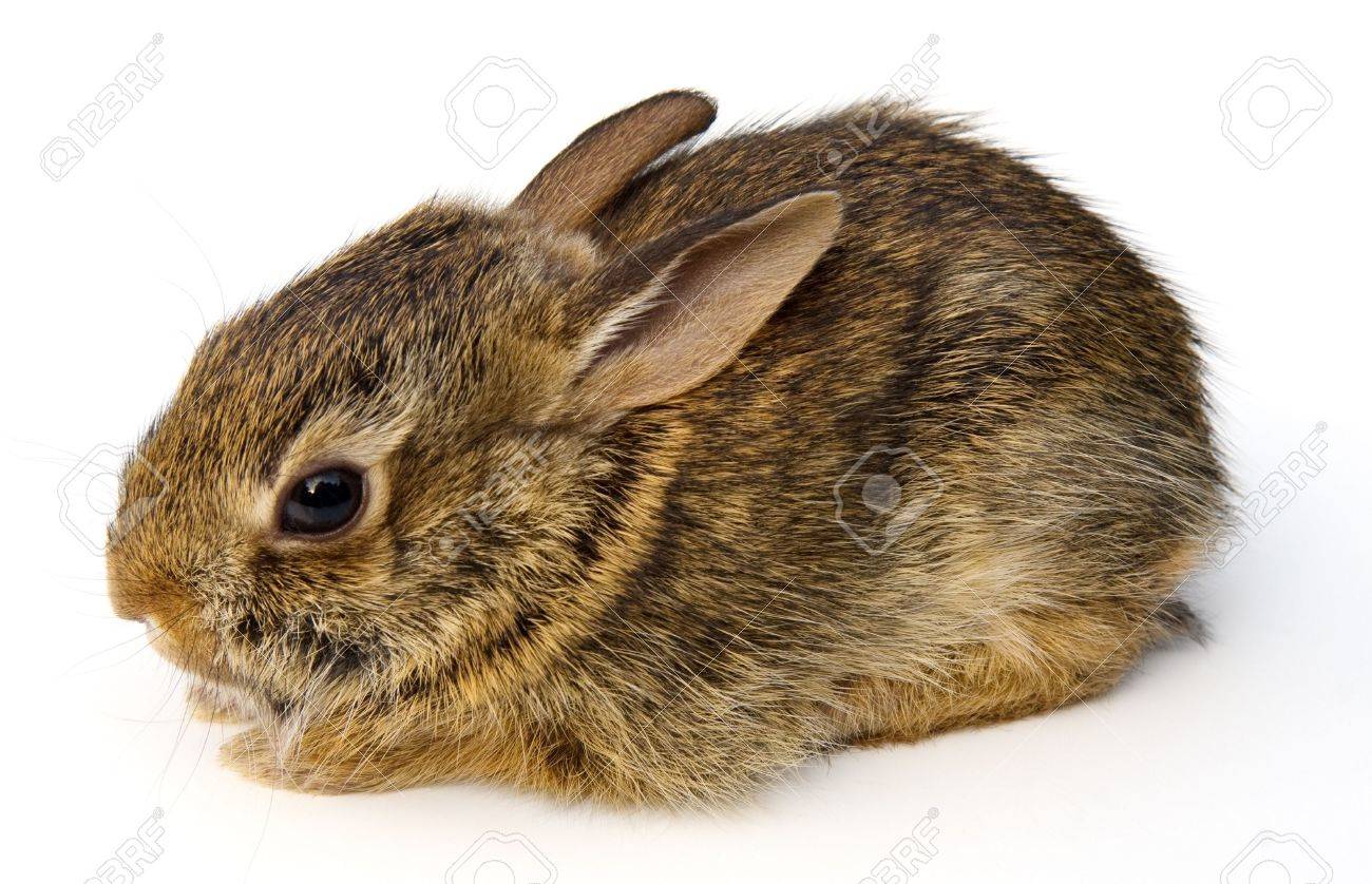 Bebe Sauvage Est Audubonii Lapin Floridanus Sylvilagus Isolees Sur Fond Blanc Banque D Images Et Photos Libres De Droits Image