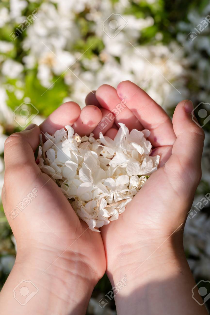 giving a flower as a proof of love stock photo picture and royalty