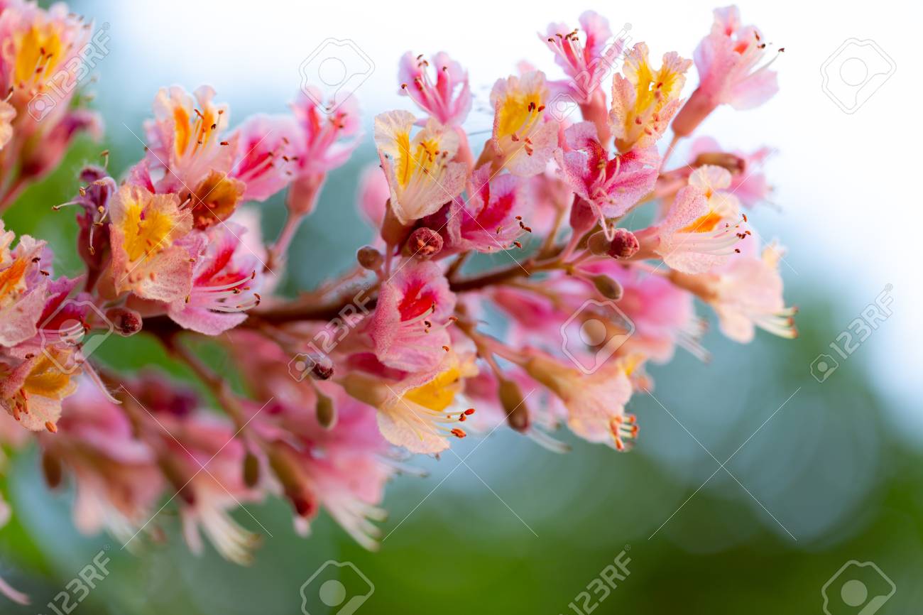 pink chestnut tree aesculus