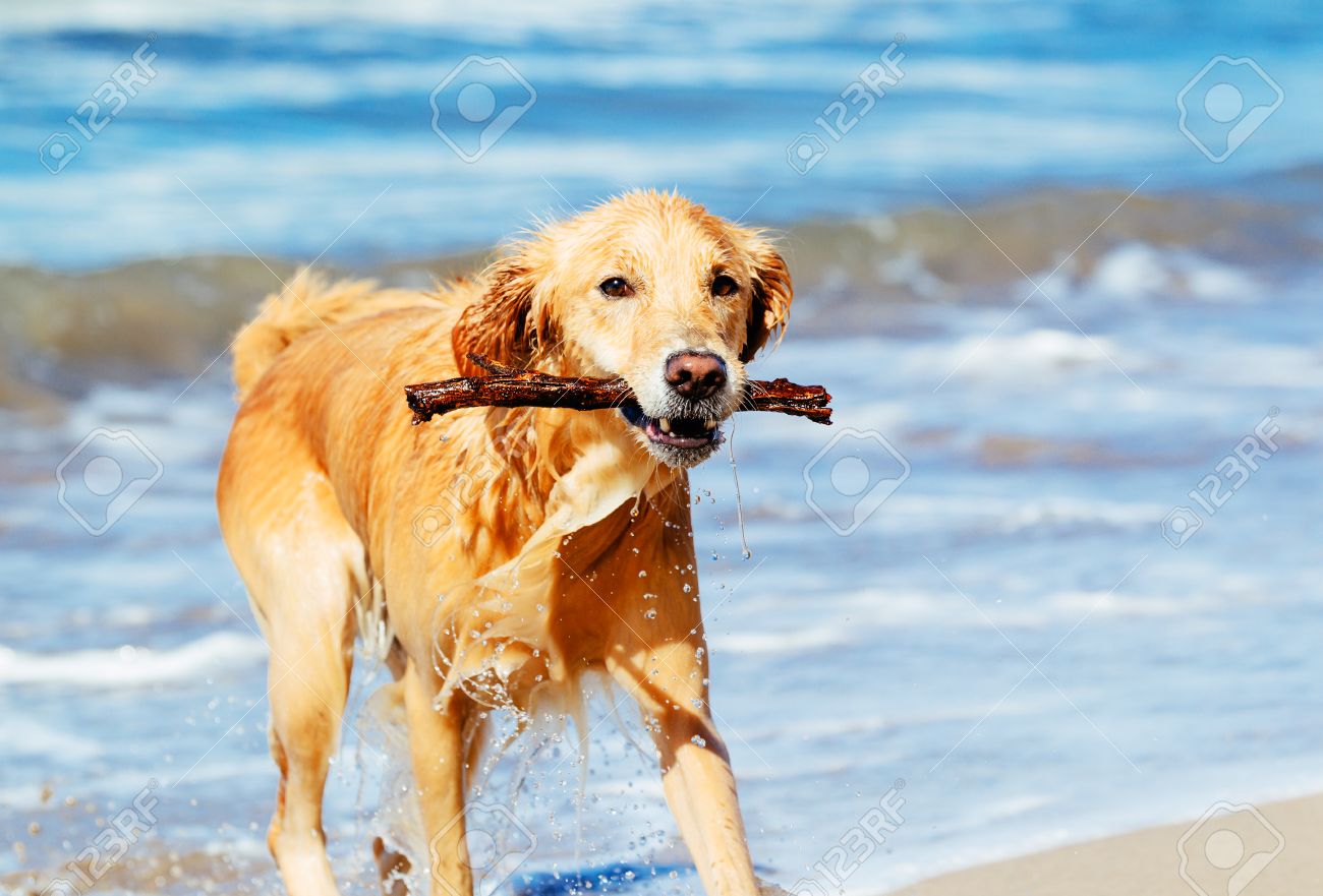 dog fetch stick