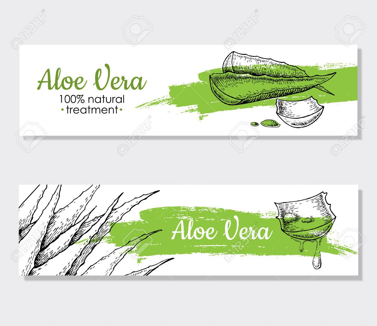 Vector aloe vera hand drawn illustrations. Detailed drawing. Aloe Vera banner, poster, label, brochure template for business promote. - 54859522 Vector aloe vera hand drawn illustrations. Detailed drawing. Aloe Vera banner, poster, label, brochure template for business promote. - 54859522
