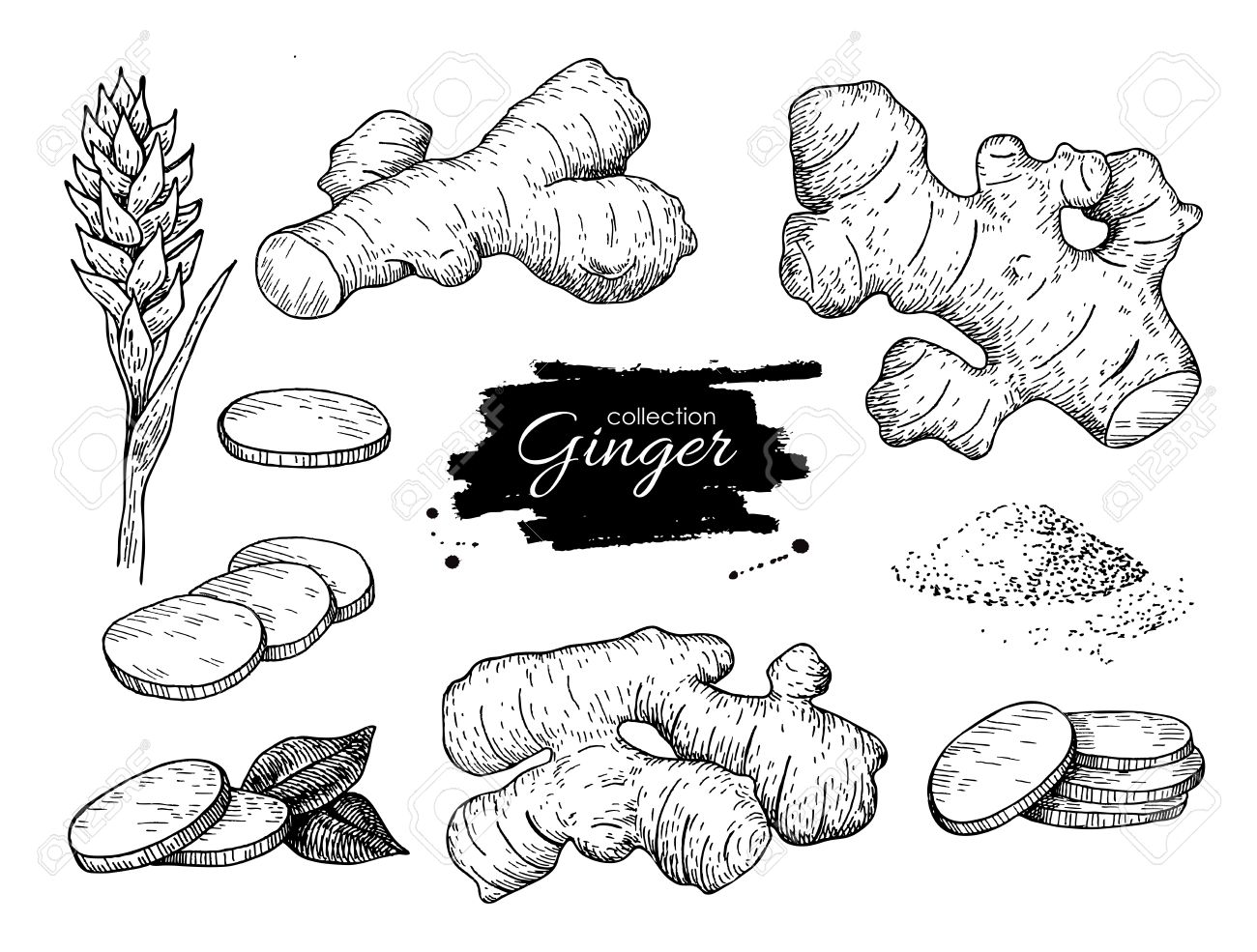 Vector hand drawn Ginger set. Root, ginger pieces and flower. Engraved style illustration. Herbal spice. Detox food ingredient. - 57182527 Vector hand drawn Ginger set. Root, ginger pieces and flower. Engraved style illustration. Herbal spice. Detox food ingredient. - 57182527