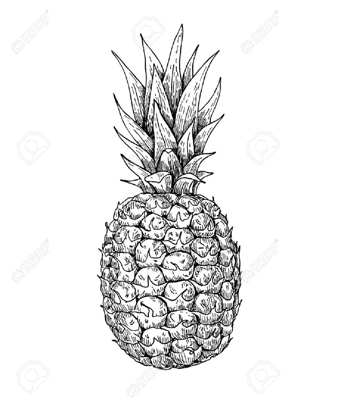 pineapple drawing clip art affordable laughing pineapple vector