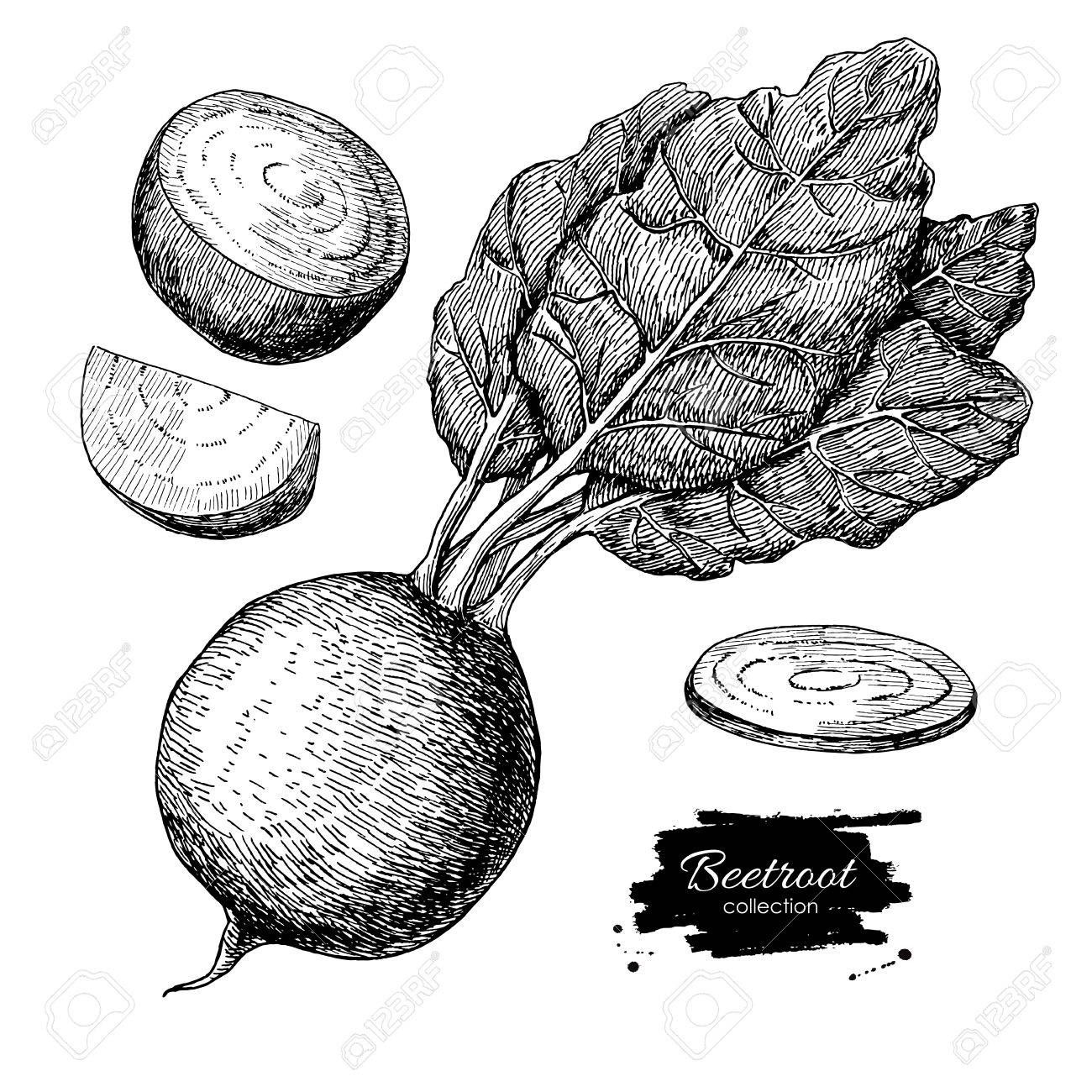 Beetroot Hand Drawn Vector Set. Vegetable Engraved Style ... for Drawing Beetroot
155fiz Beetroot Hand Drawn Vector Set. Vegetable Engraved Style ... for Drawing Beetroot
155fiz