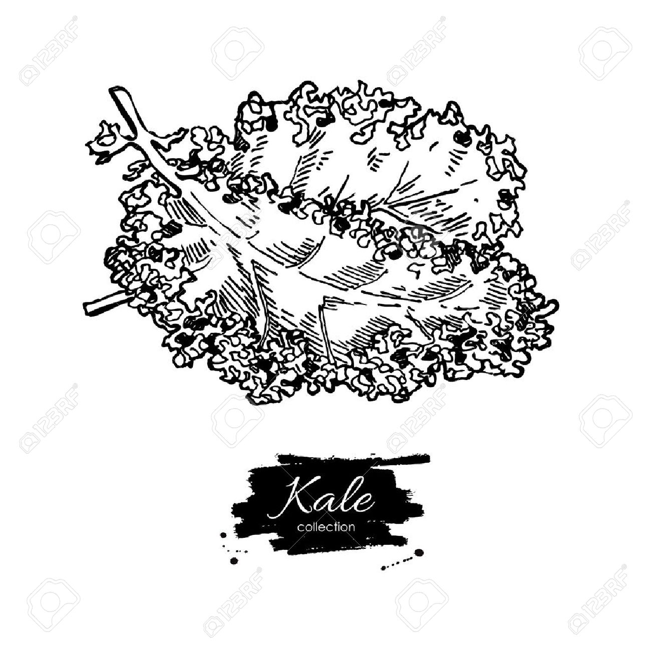 Kale hand drawn vector. Vegetable engraved style illustration. Isolated Kale. Detailed vegetarian food drawing. Farm market product. - 58613417 Kale hand drawn vector. Vegetable engraved style illustration. Isolated Kale. Detailed vegetarian food drawing. Farm market product. - 58613417