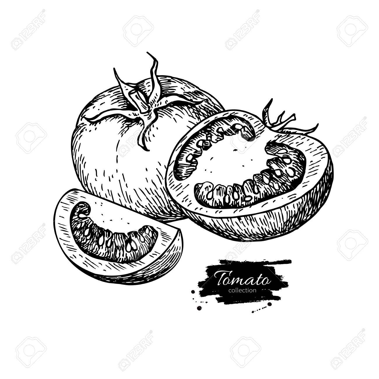 Tomato Vector Drawing Isolated Tomato And Sliced Piece Vegetable Engraved Style Illustration Detailed Vegetarian Food Sketch Farm Market Product Royalty Free Cliparts Vectors And Stock Illustration Image 60985688