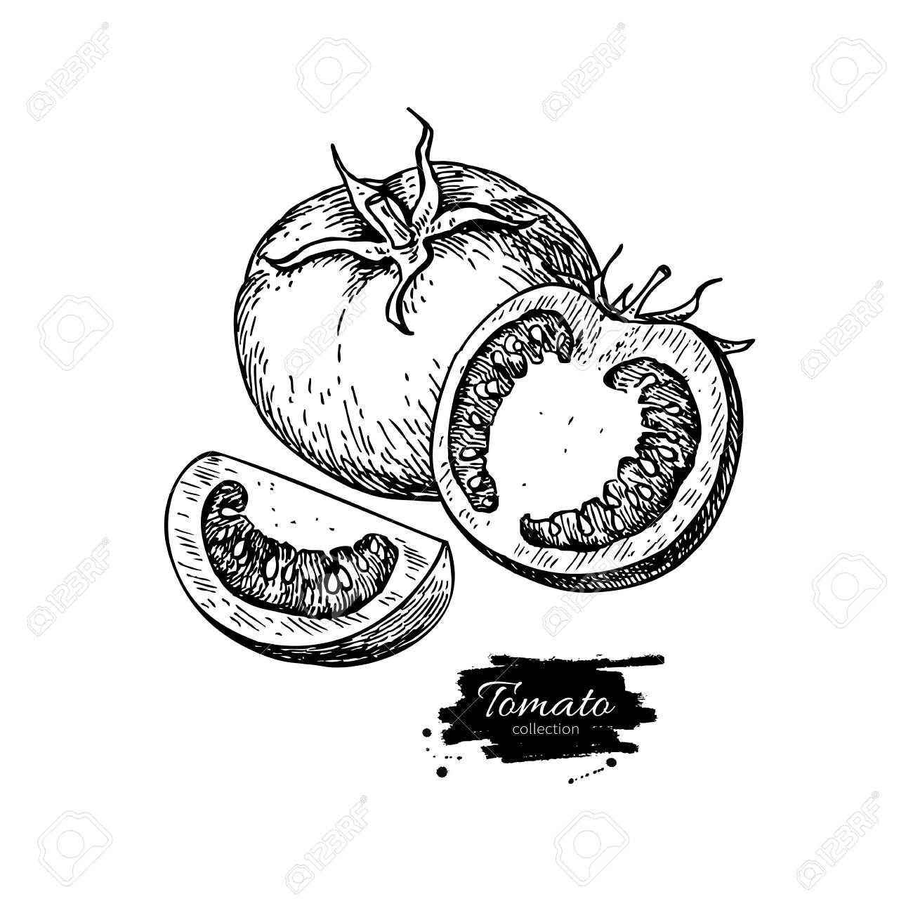 Tomato Vector Drawing Isolated Tomato And Sliced Piece Vegetable Engraved Style Illustration Detailed Vegetarian Food Sketch Farm Market Product Royalty Free Cliparts Vectors And Stock Illustration Image 60985689